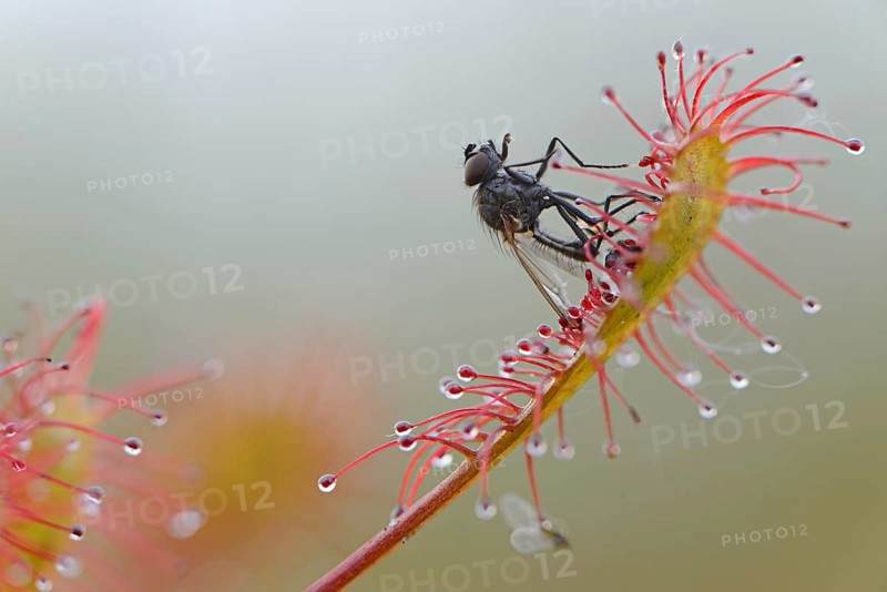 Oblong-leaved Sundew or Spoonleaf Sundew (Drosera intermedia) with a fly
