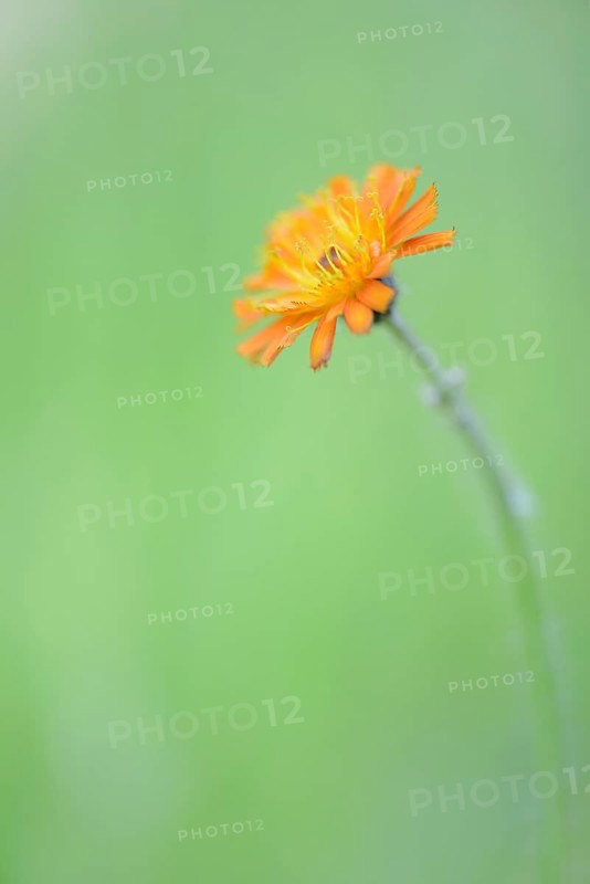 Hawkweed (Hieracium rubrum)