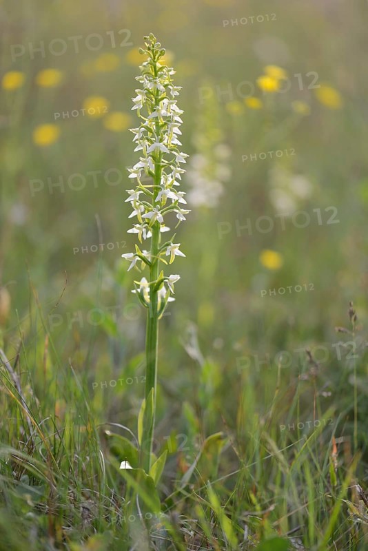 Lesser Butterfly-orchid (Platanthera bifolia)