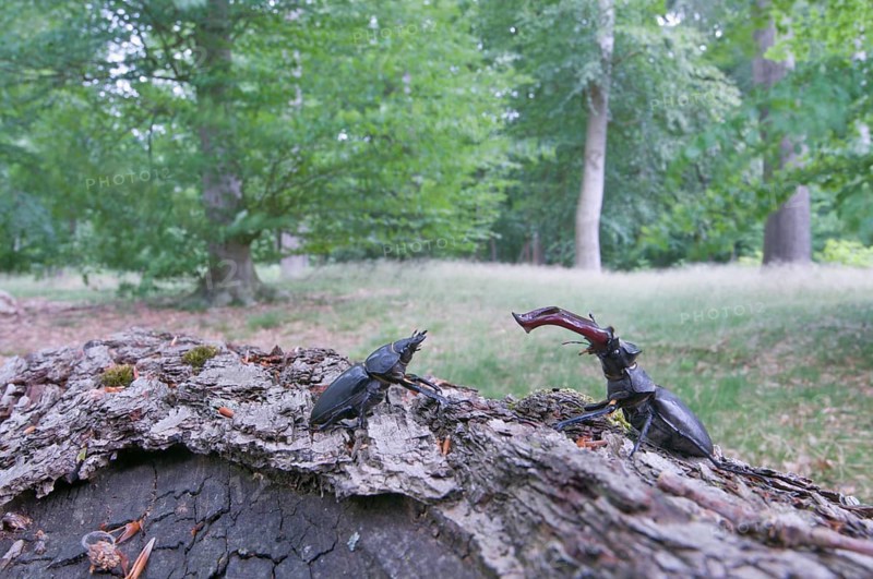 Stag Beetles (Lucanus cervus)
