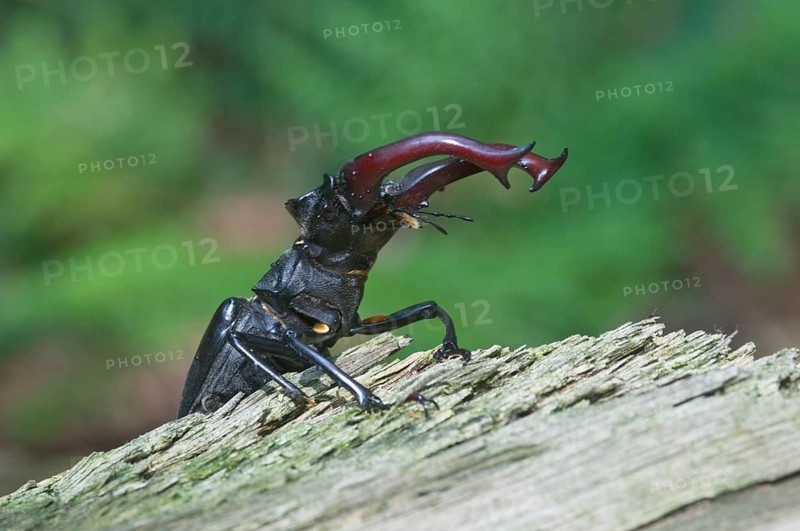 Stag Beetle (Lucanus cervus)