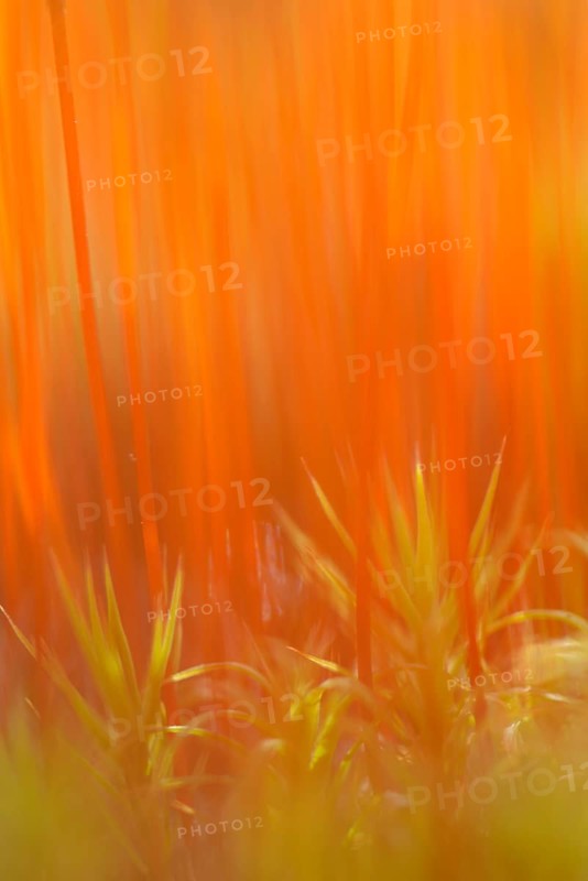 Stems of the sporangia of Bank Haircap Moss (Polytrichum formosum)