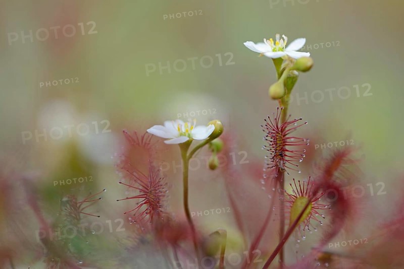 Oblong-leaved Sundew or Spoonleaf Sundew (Drosera intermedia)