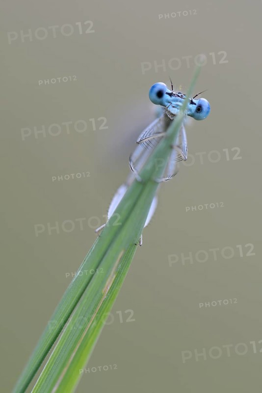 White-legged Damselfly or Blue Featherleg (Platycnemis pennipes)