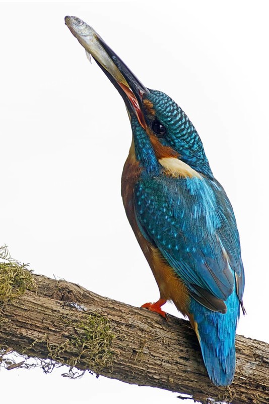 Kingfisher (Alcedo atthis)