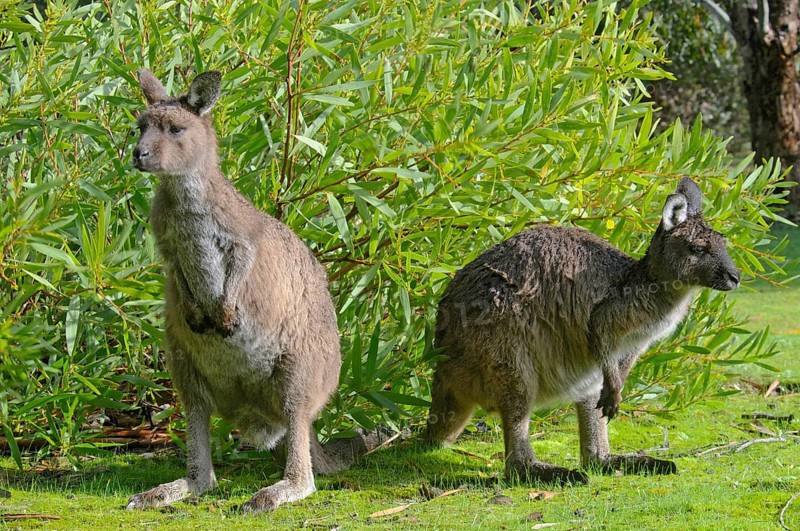 Western Grey Kangaroos or Kangaroo Island Kangaroos (Macropus fuliginosus)