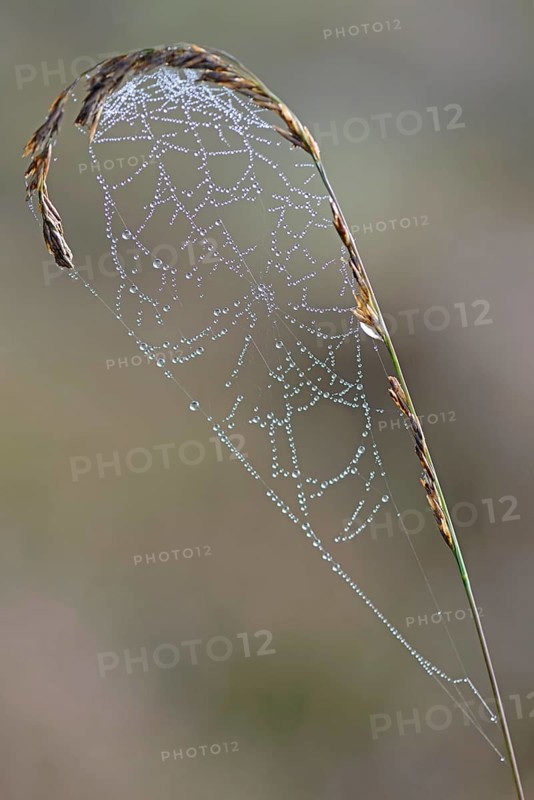 Spider's web on Purple Moor Grass (Molinia caerulea)