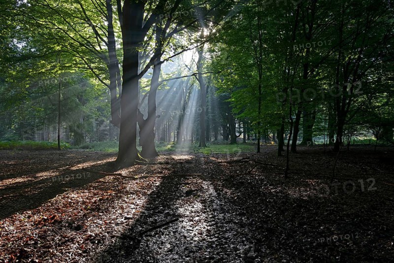 Sun rays in the forest