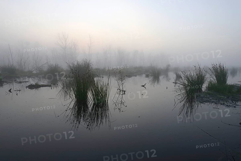 Early morning in a swamp or a moor