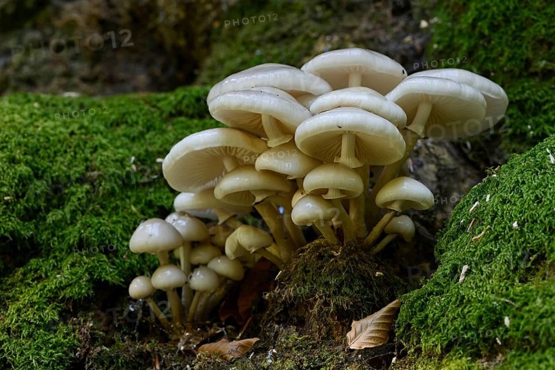 Porcelain fungus (Oudemansiella mucida)
