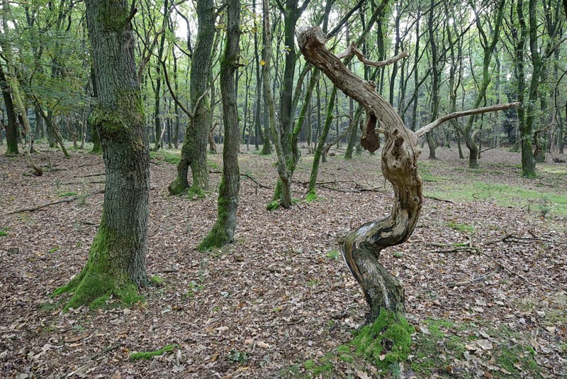 Forest with crooked oaks (Quercus robur)