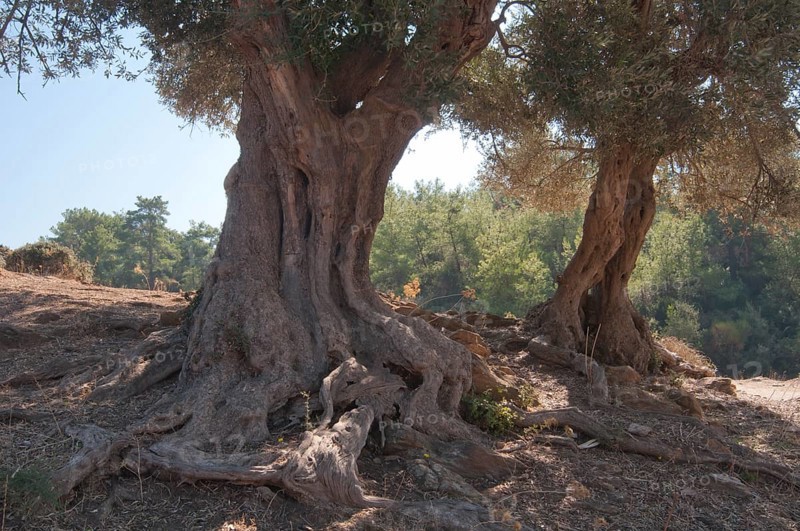 Olive trees (Olea europaea)