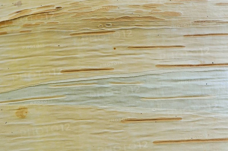 Birch (Betula pendula)