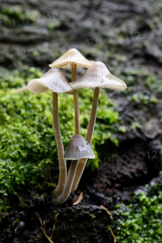 Grooved bonnet (Mycena polygramma)