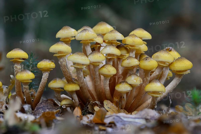 Pholiota aurivella (Pholiota aurivella)