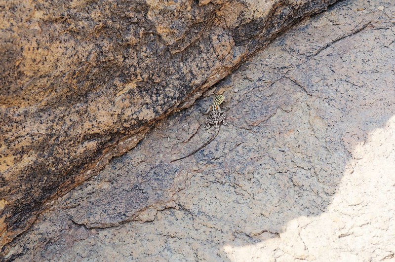 Namibian Rock Agama (Agama planiceps) Tsisab Gorge