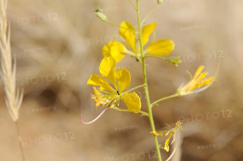 Yellow Mouse-whiskers