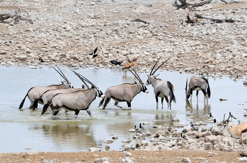 Gemsboks (Oryx gazella) at a waterhole