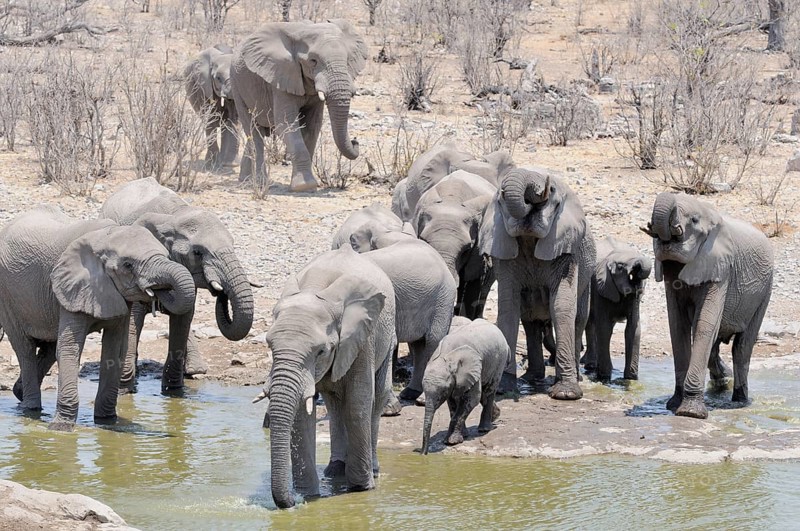 Herd of African Bush Elephants (Loxodonta africana) at Moringa Waterhole