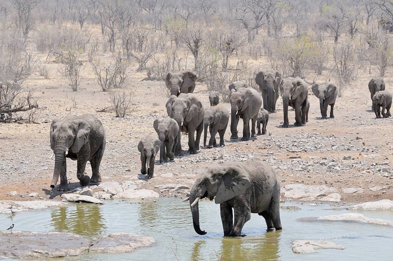 Herd of African Bush Elephants (Loxodonta africana) walking towards Moringa Waterhole