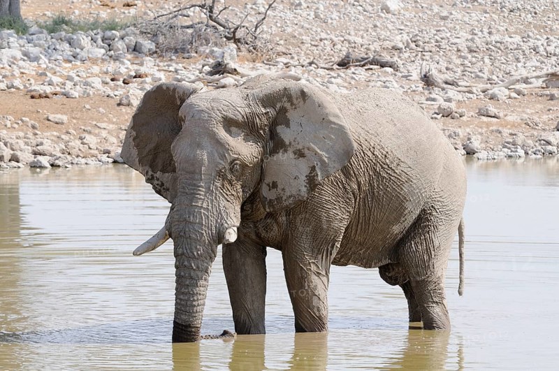 African Bush Elephant (Loxodonta africana) at a waterhole