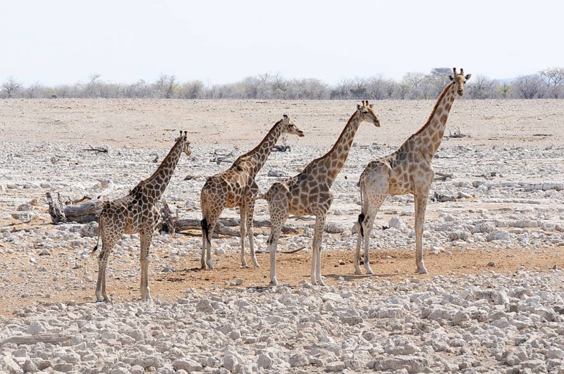 Giraffes (Giraffa camelopardalis) standing at the Okaukuejo waterhole