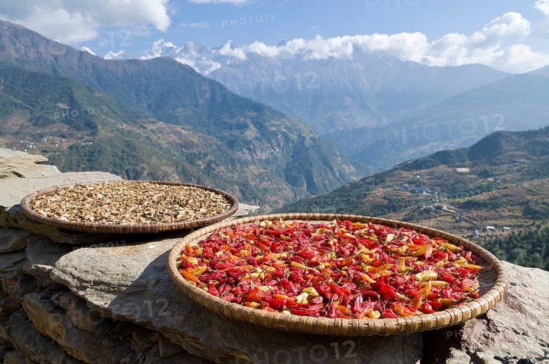 Red chillies on a wooden plate drying in the sun