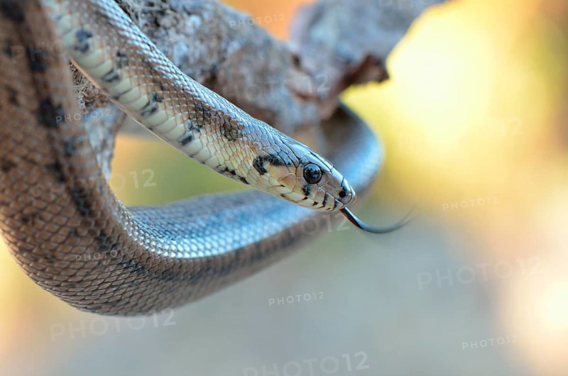 Ladder Snake (Rhinechis scalaris)