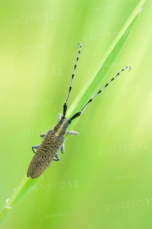 Golden-bloomed grey longhorn beetle (Agapanthia villosoviridescens)