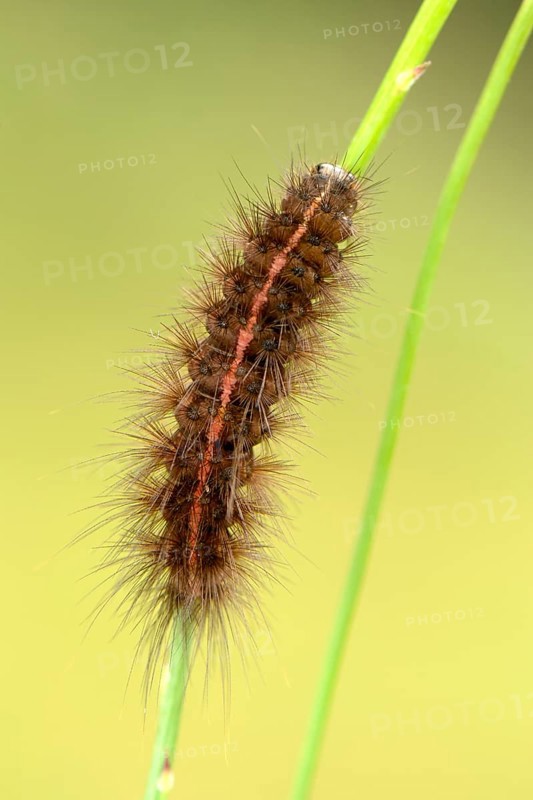 White Ermine (Spilosoma lubricipeda)