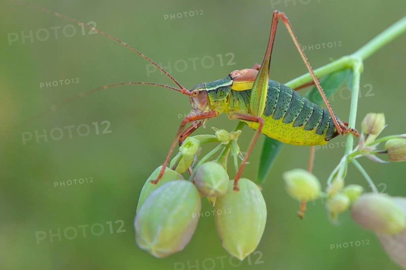 Southern Saw-tailed Bush-cricket