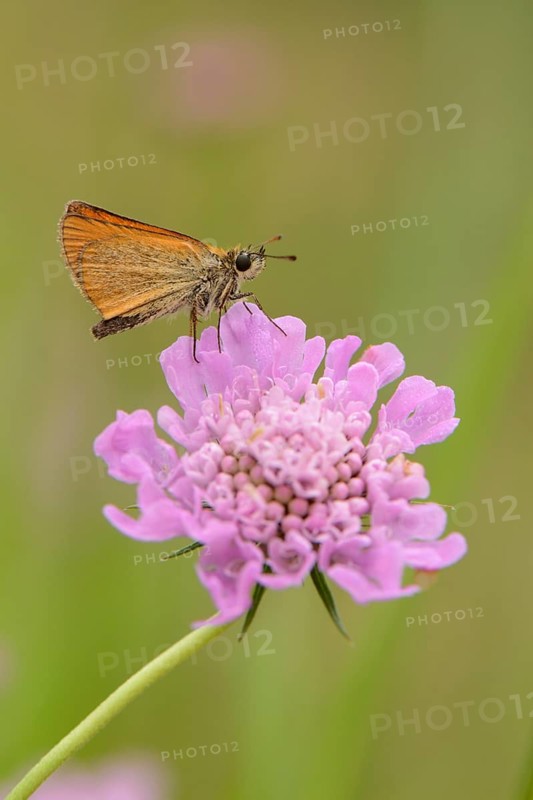 Essex Skipper or European Skipper (Thymelicus lineola) on the inflorescence of a Dove Pincushion Flower (Scabiosa columbaria)