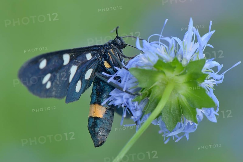 Nine-spotted Moth (Amata phegea)