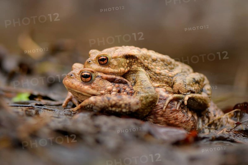 Pair of Common Toads (Bufo bufo) in amplexus during the spring migration to the spawning grounds