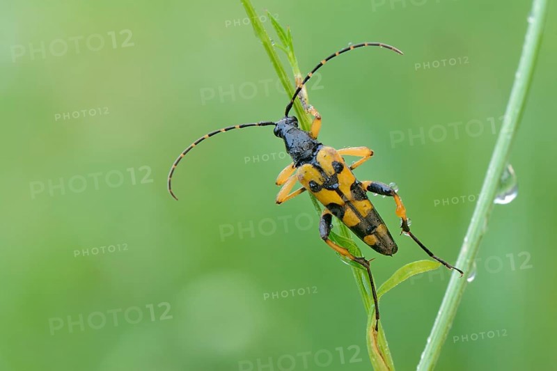 Spotted Longhorn beetle (Rutpela maculata)