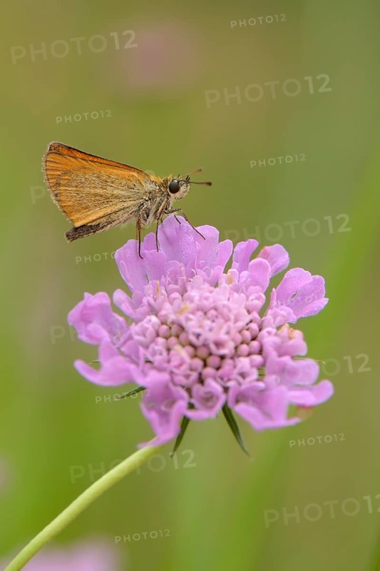 Essex Skipper or European Skipper (Thymelicus lineola)