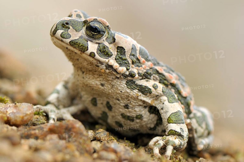 Green Toad (Bufo viridis)