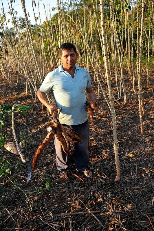 Farmer harvesting cassava or manioc roots