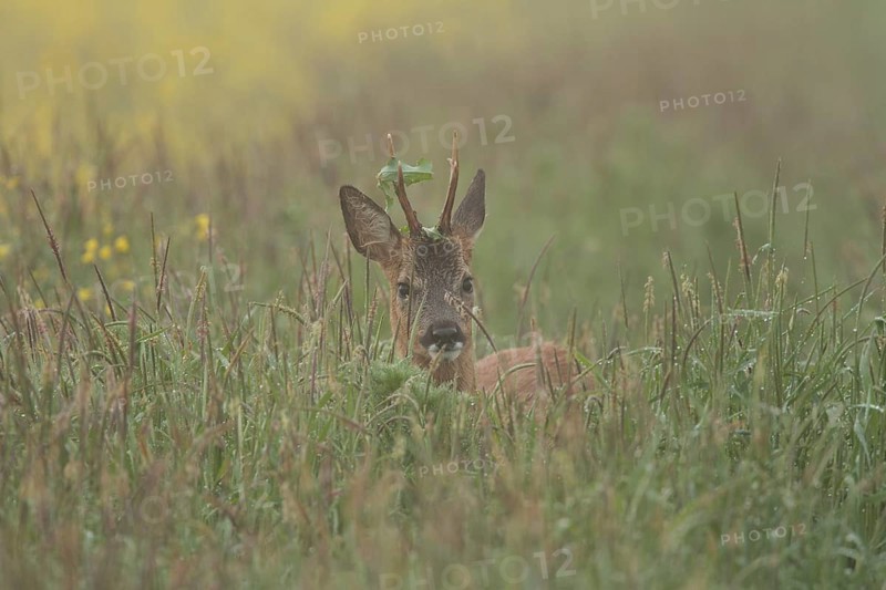 Roe deer (Capreolus capreolus)