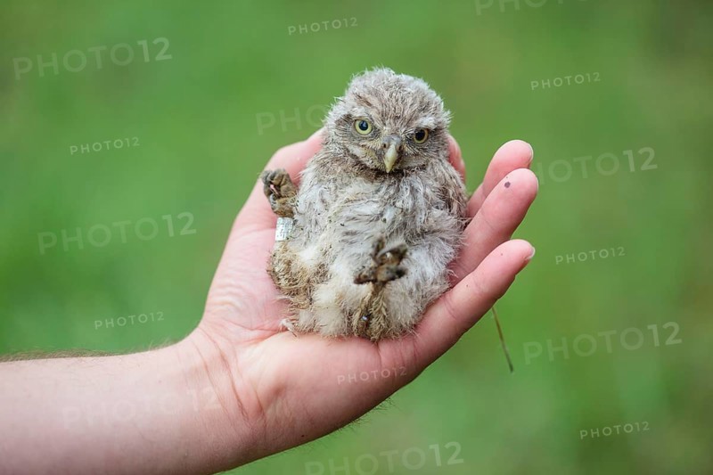 Hand holding a young Little Owl (Athene noctua)
