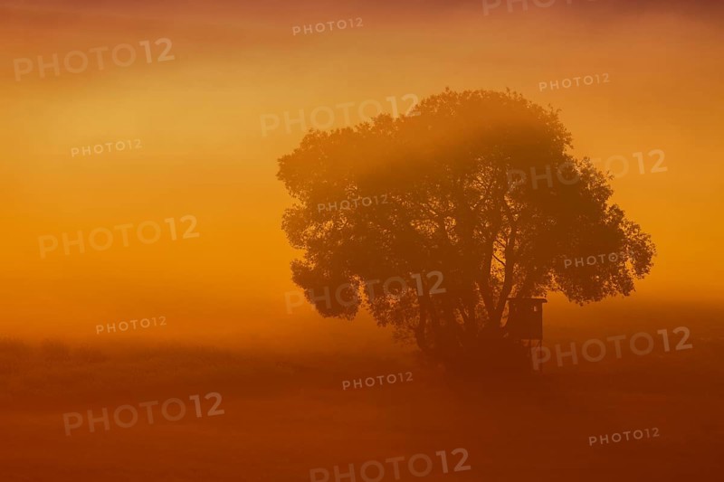 Raised hide in the morning fog at sunrise