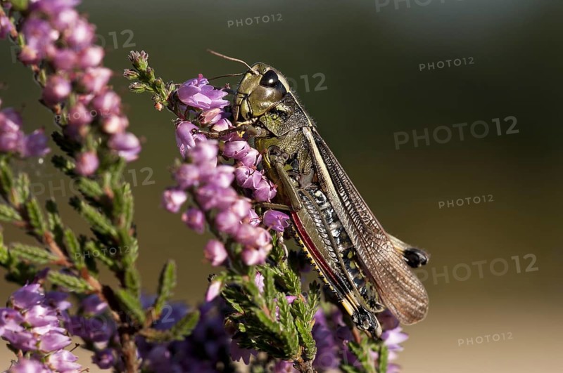 Large Marsh Grasshopper (Stethophyma grossum)