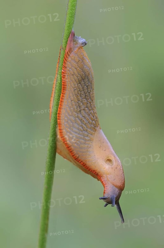 Red Slug (Arion rufus)