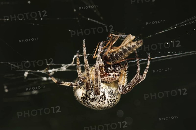 Furrow Orb-weaver Spider (Larinioides cornutus)