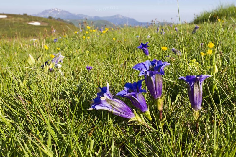Stemless gentian (Gentiana acaulis) flowering
