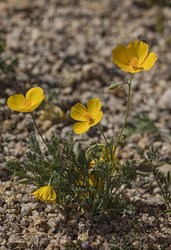 Parish's Poppy (Eschscholzia parishii) in flower