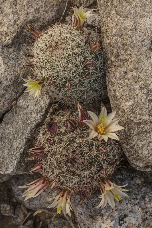 Strawberry cactus or coast fishhook cactus (Mammillaria dioica) in flower