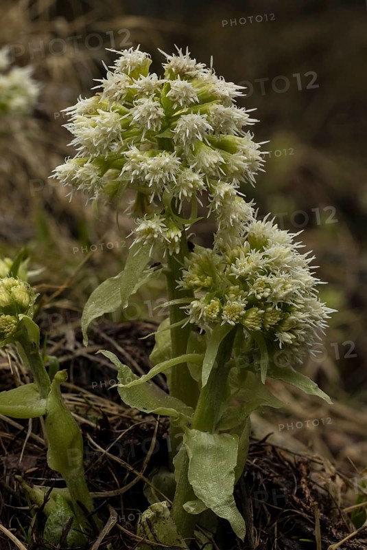 White Butterbur (Petasites albus) in flower