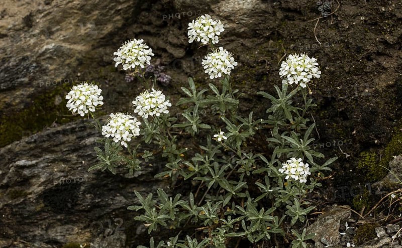 Shrubby Alison (Hormathophylla halimifolia) on limestone cliff