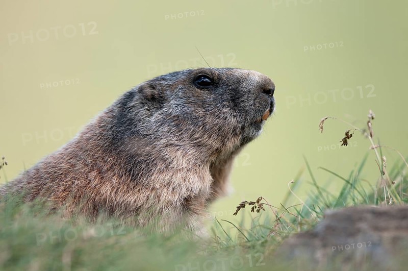 Alpine Marmot (Marmota marmota)